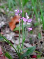 Polygale - Polygala amaraet vulgaris (fam. Polygalacees) (Photo F. Mrugala)